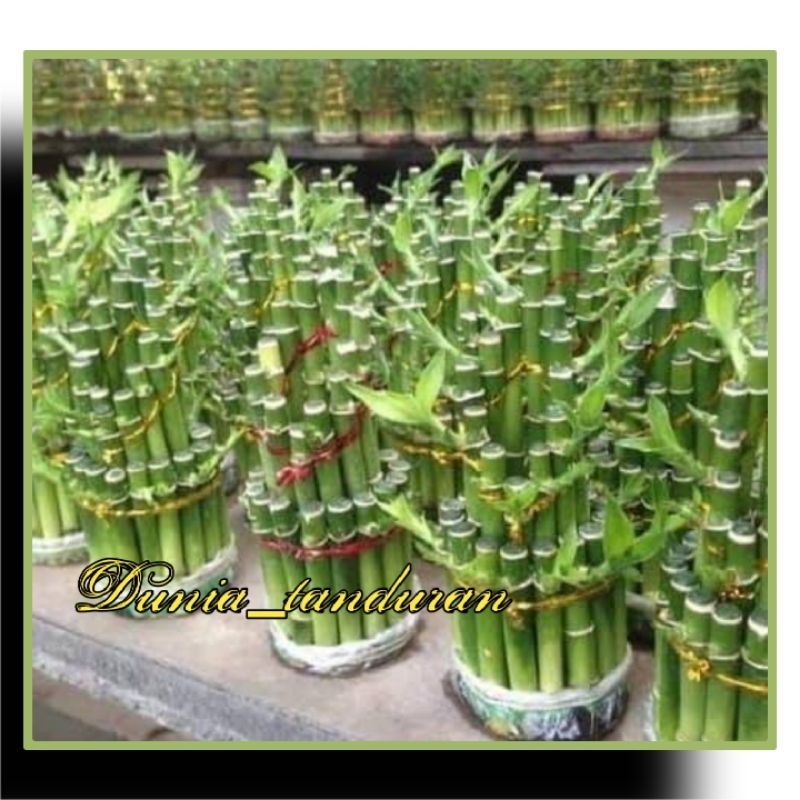 Bambu Hoki / bambu air