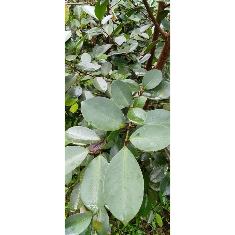 BIBIT IPRIK SILVER PUCUK MERAH