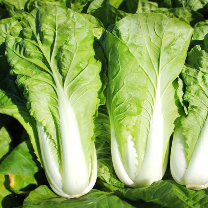 Benih Bibit Biji - Four Seasons Cream Cabbage Sayur Kubis Krim China Empat Musim Seeds - IMPORT