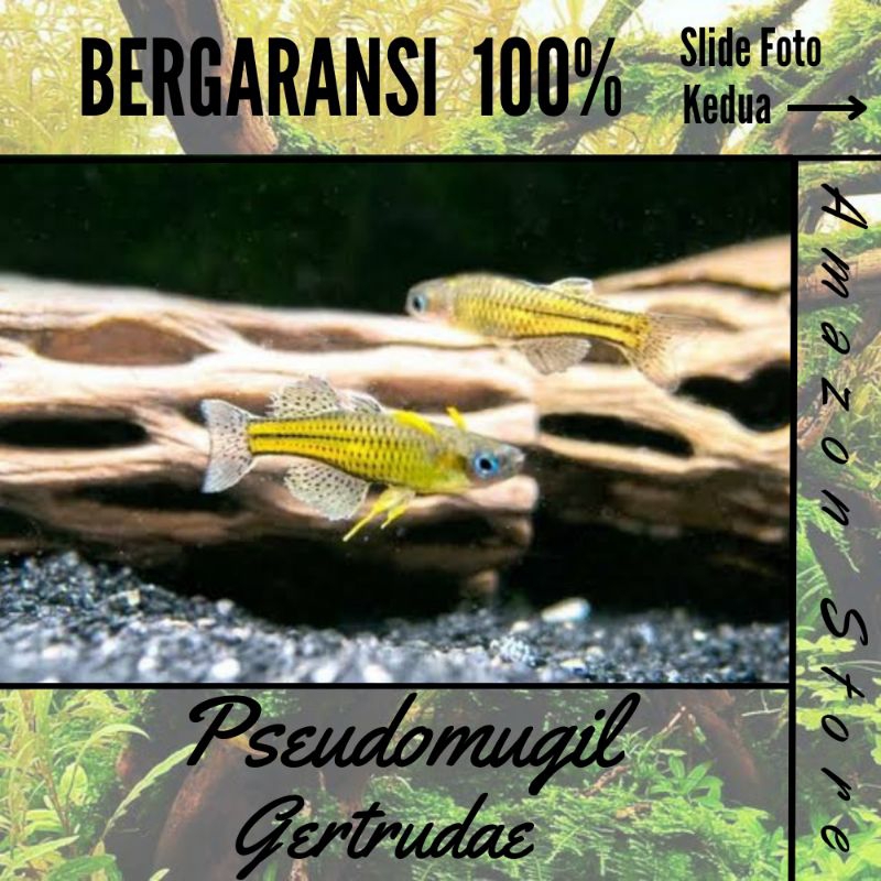 Ikan Pseudomugil Gertrudae