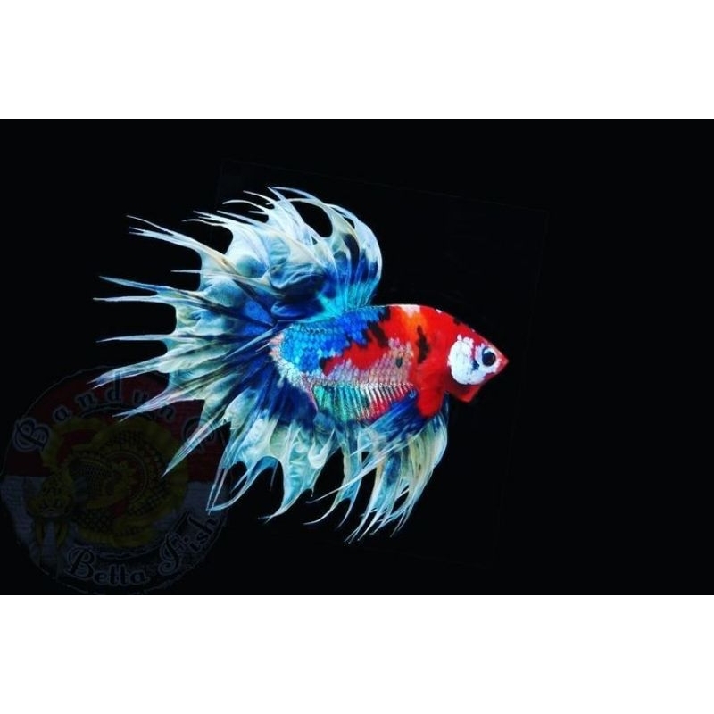 CROWTAIL SSERIT FANCY WARNA