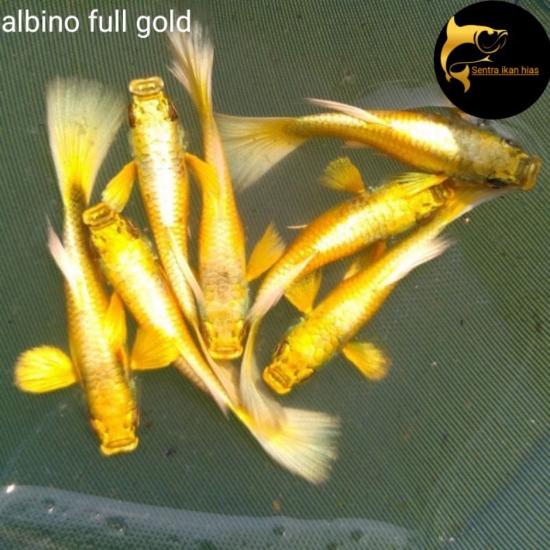 ikan Hias Guppy Albino full gold Hiasan Aquarium