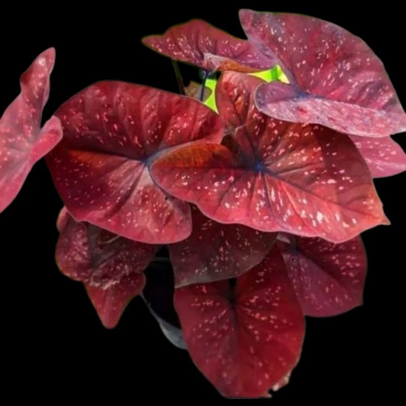 Caladium Deep Off Heart ( DOH ) Asli Keladi Bukan Umbi Bebas Pilih Variasi