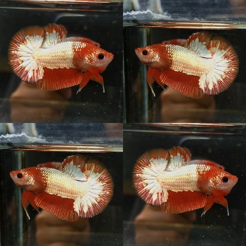 Fccp orange head ( M )