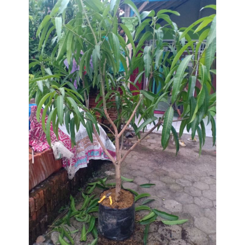 Bibit cangkok susu mangga red Ivory besar siap dibuahkan