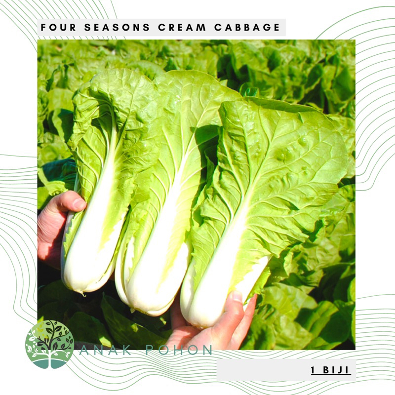 Benih Bibit Biji - Four Seasons Cream Cabbage Sayur Kubis Krim China Empat Musim Seeds - IMPORT