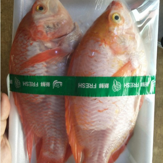 

Ikan Nila Fresh