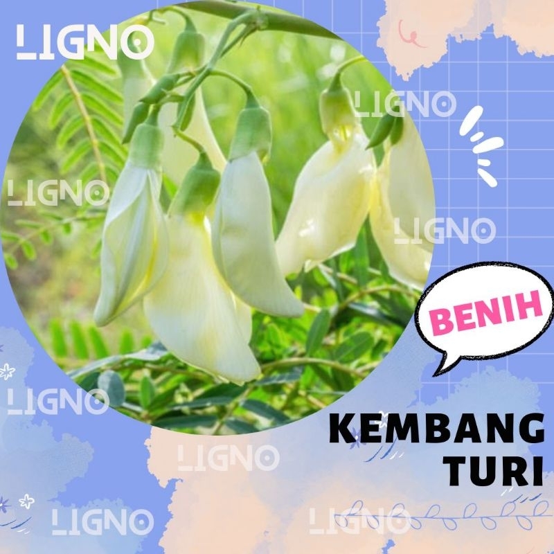 Benih TURI (isi-12) - Biji Pohon Kembang Turi