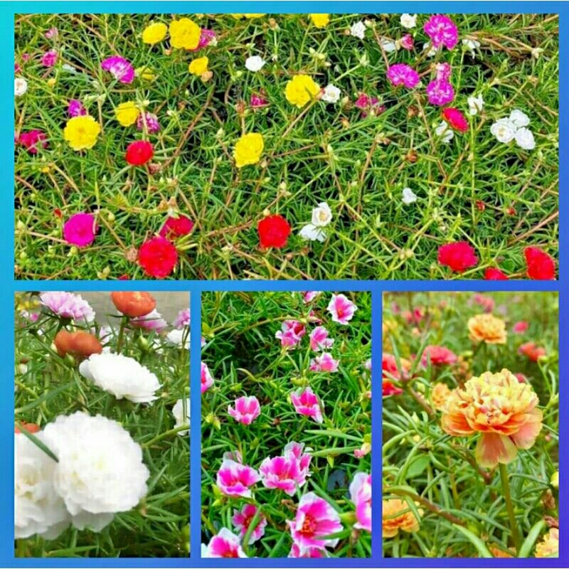 bunga krokot warna warni