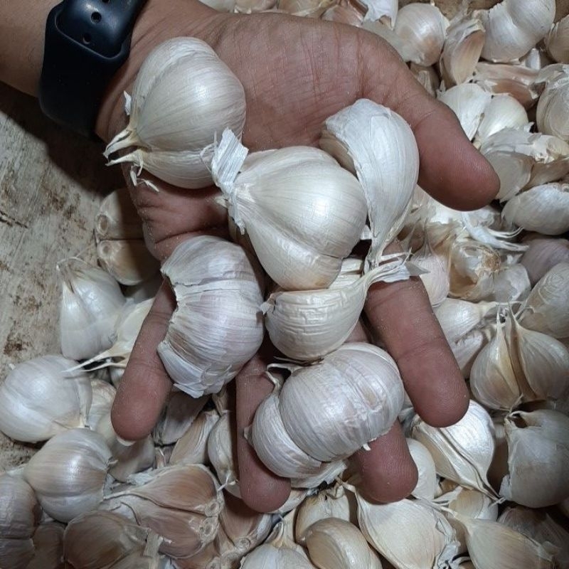 

bawang putih kating