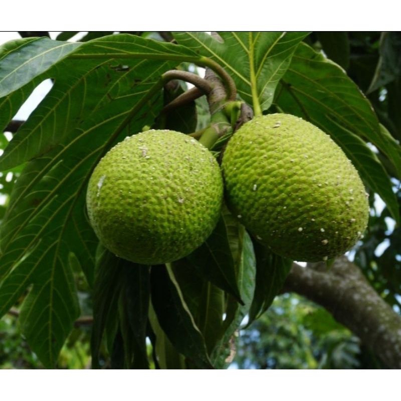 Bibit Sukun Goreng Asli Buatan Sendiri