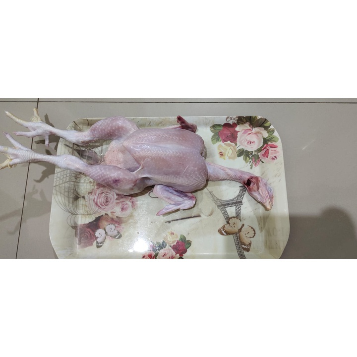 

Ayam Utuh Broiler 07-08 Kg FROZEN FREE Ati ampela - Ceker - Kepala