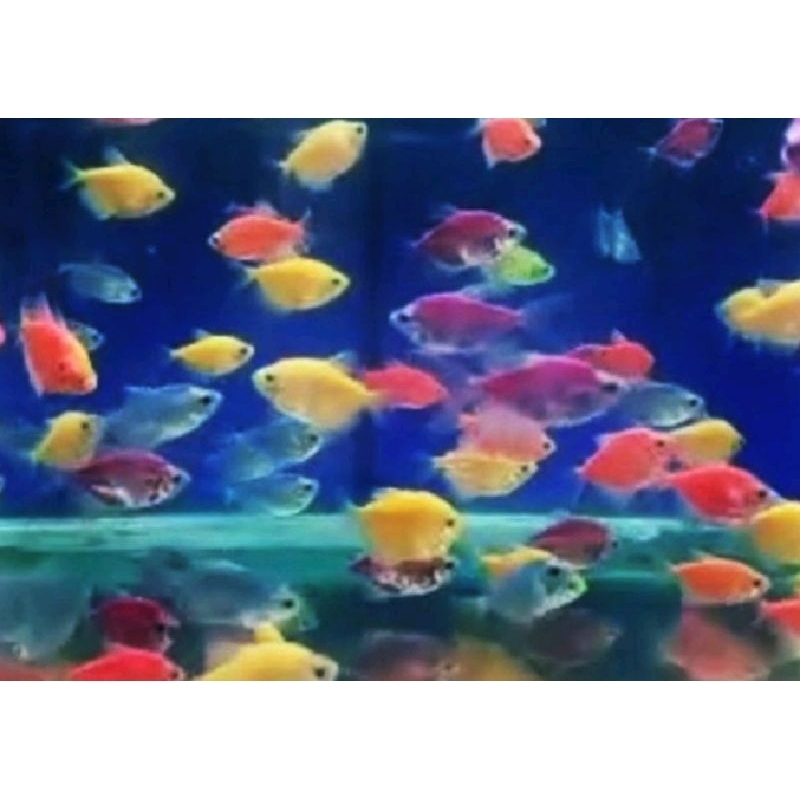 glow fish tetra