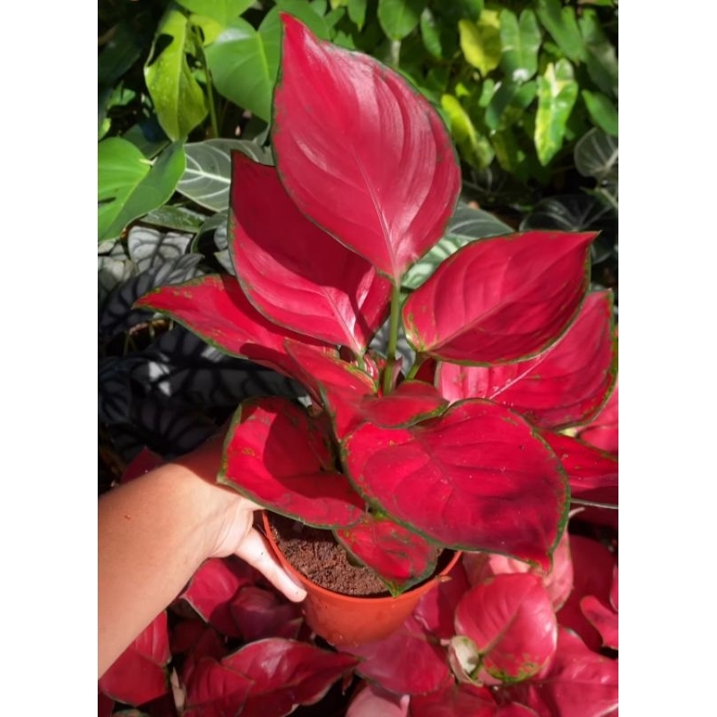 tanaman hias aglonema red anjamani mutasi - bunga aglonema red anjamani - aglonema merah red anjaman