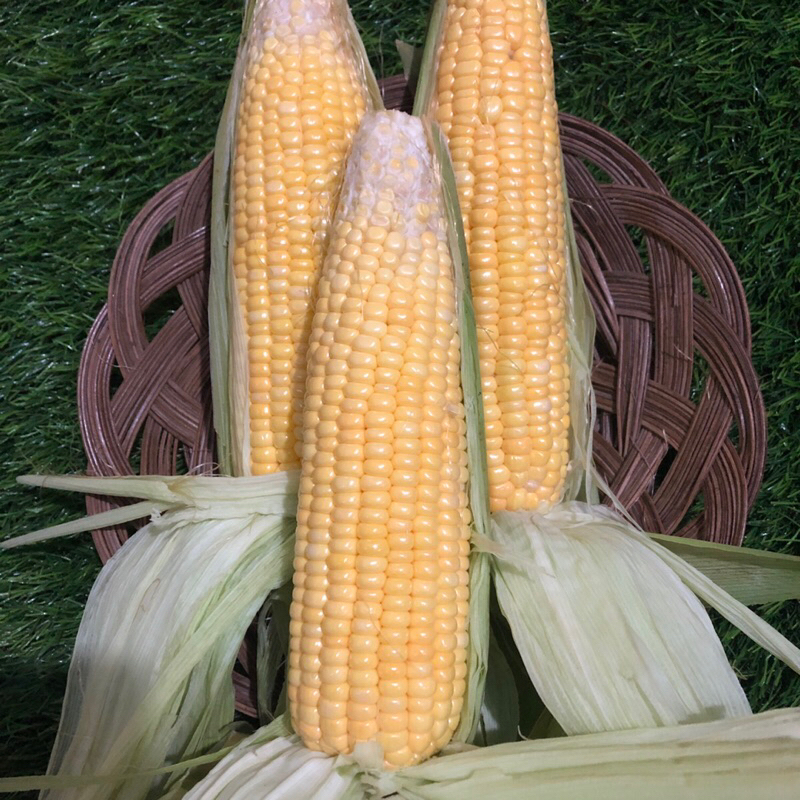 

JAGUNG MADU MANIS isi 3