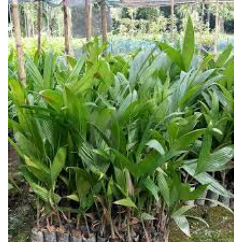 pinang betara 1 meter asli