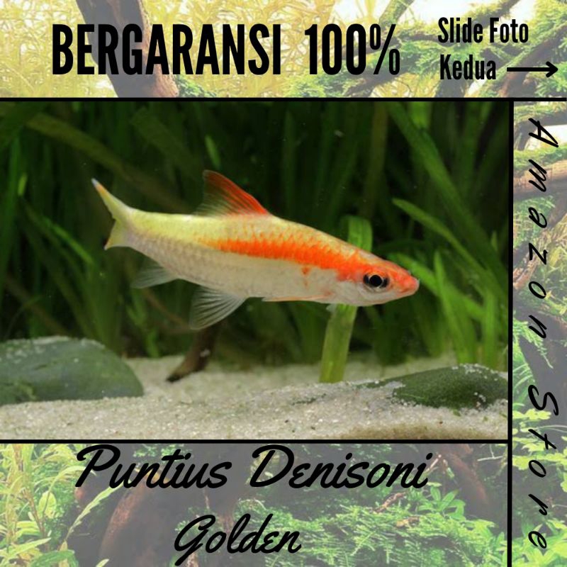 ikan Pontius denisoni golden