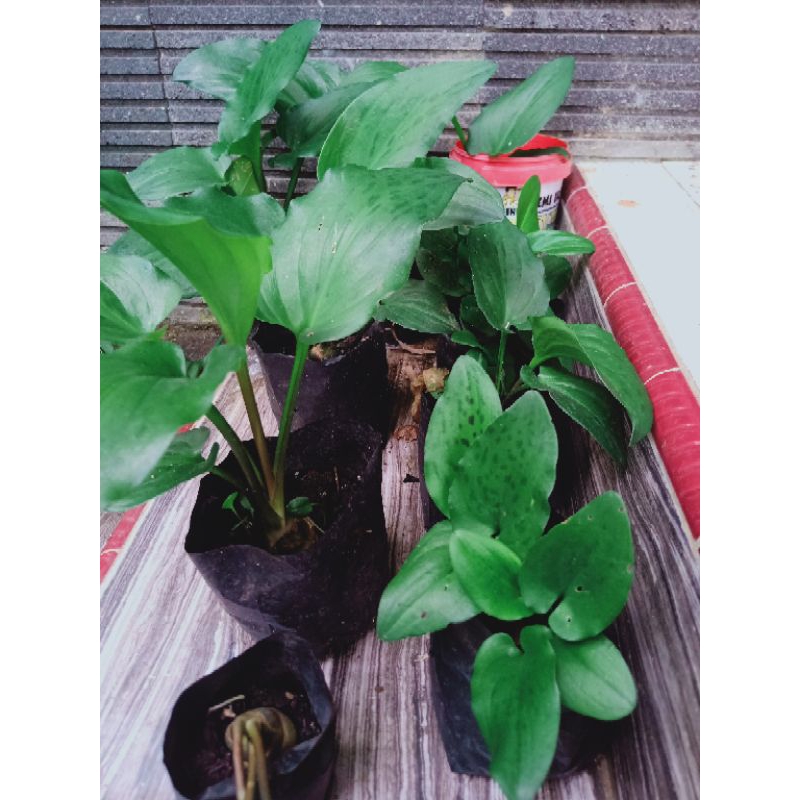 Keladi katak daun totol (hidup)