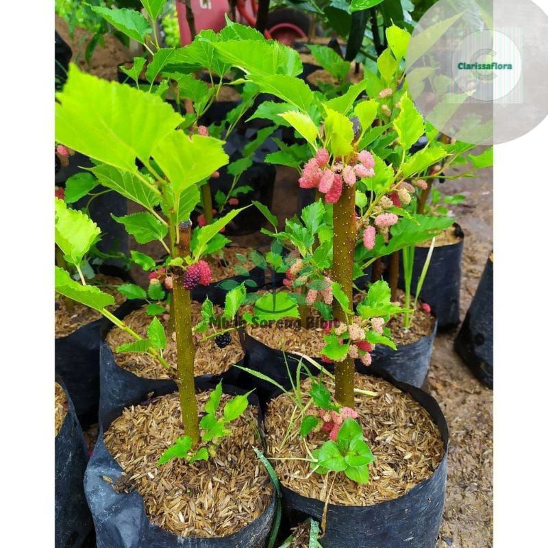 Tanaman pohon murbei sudah berbuah / pohon buah murbei sudah berbuah