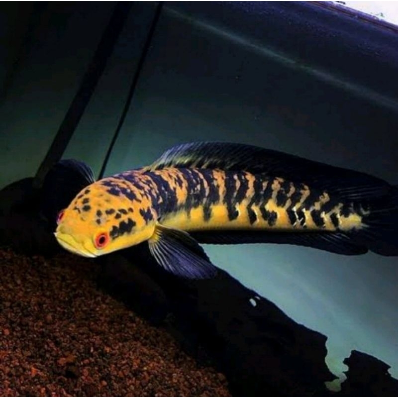 predator fish channa marru yellow sentarum maru ys mata merah