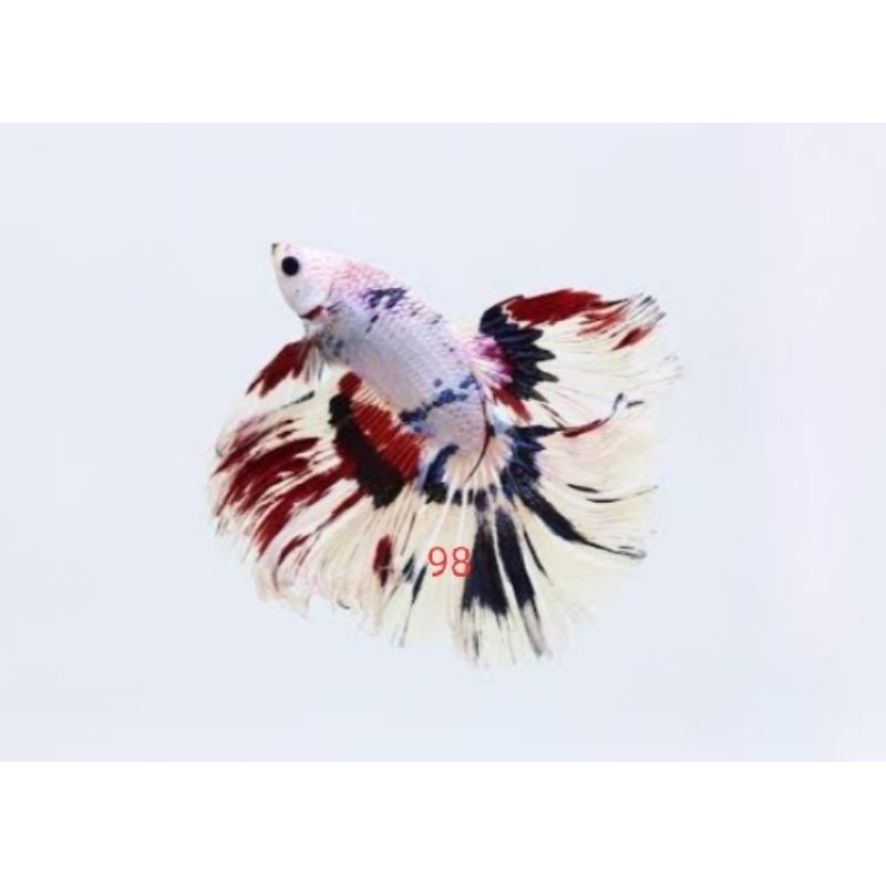 HALFMOON FANCY INDAH RANDOM WARNA