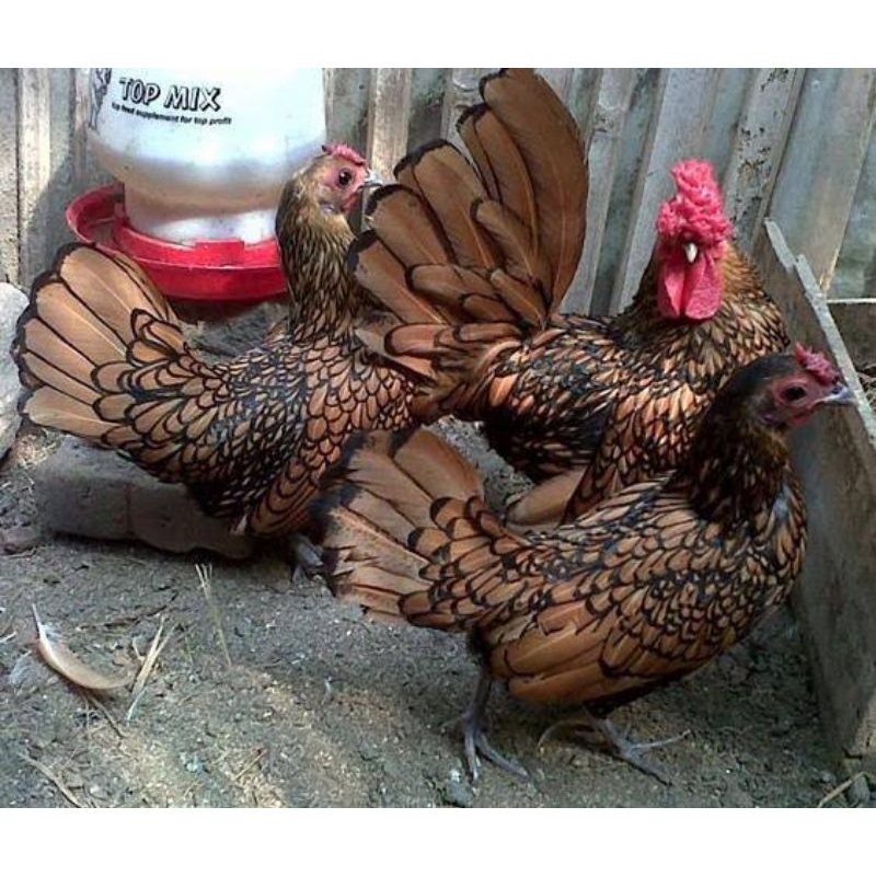 

telur ayam hias batik untuk di tetaskan