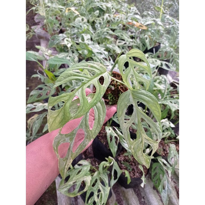 janda bolong variegata janbol var