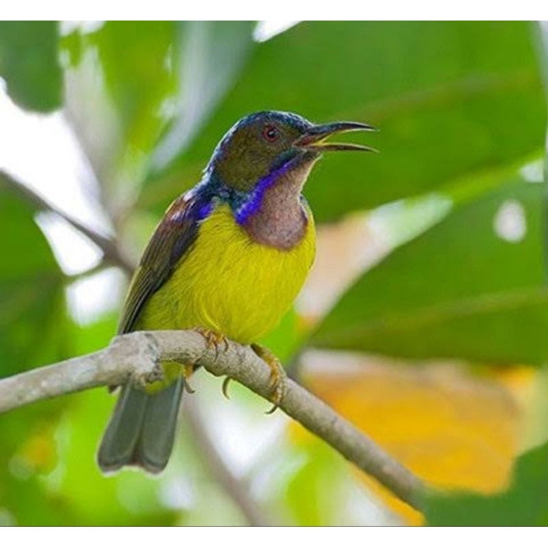 KORLAP JANTAN METALIK