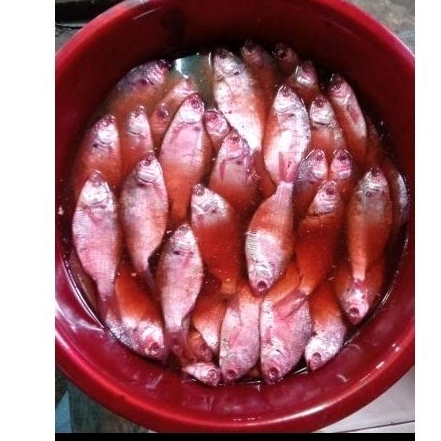

Pedak Ikan /Bong Ng Koi/ Selangat @500gr