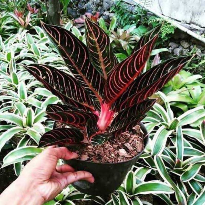 Aglonema Red Sumatra