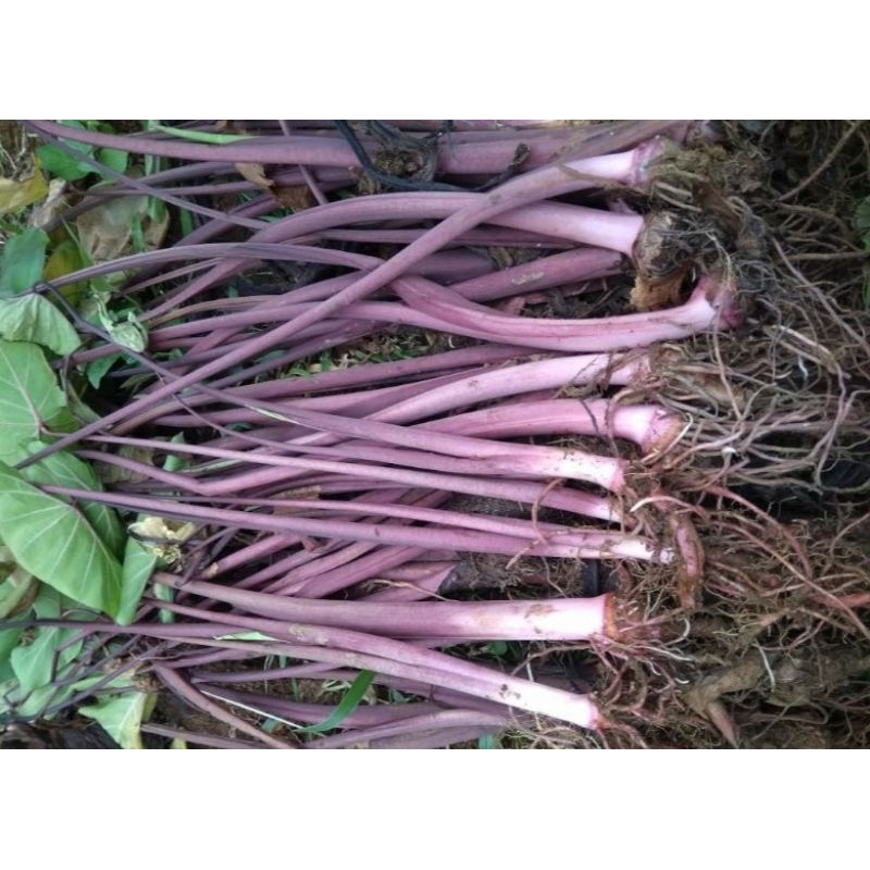 Bibit talas ungu bentul pulen super  harga untuk (10) bibit talas ungu, talas umbi jumbo super