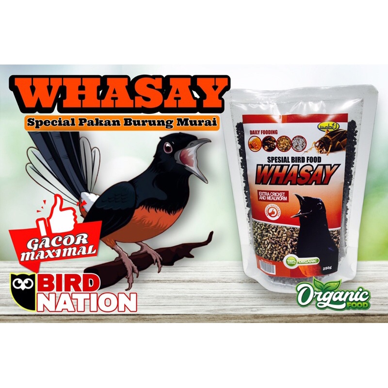 Pakan Burung Murai (Copsychus Malabaricus) Kucica Hutan