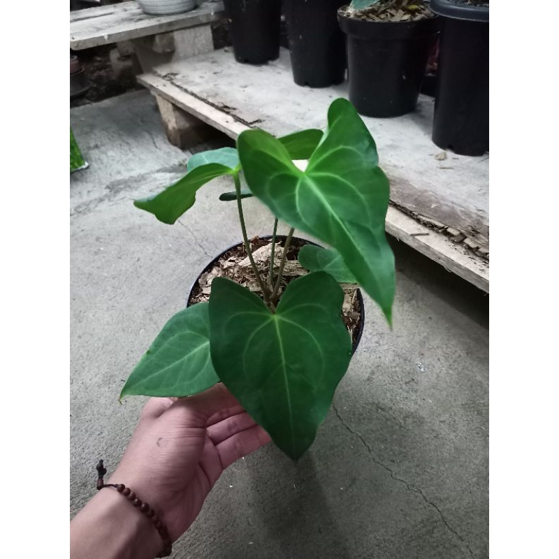 anthurium delta force hybrid