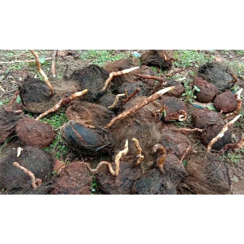 Bibit pohon Siwalan / Lontar sejenis palem baru bertunas / ber akar