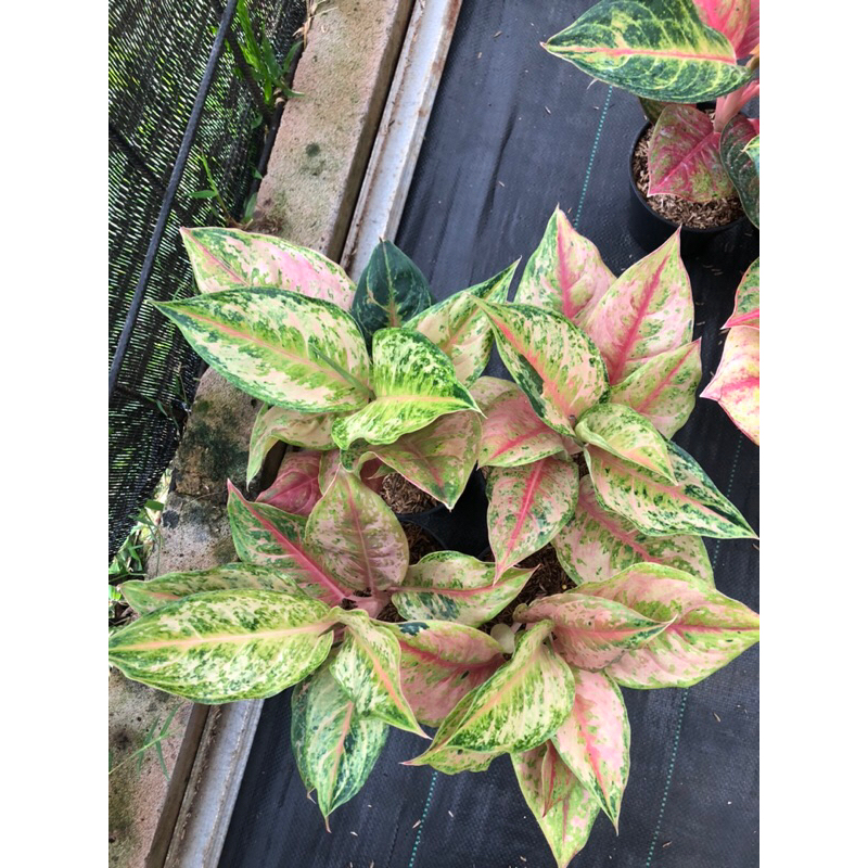 Aglaonema Light of Diamond