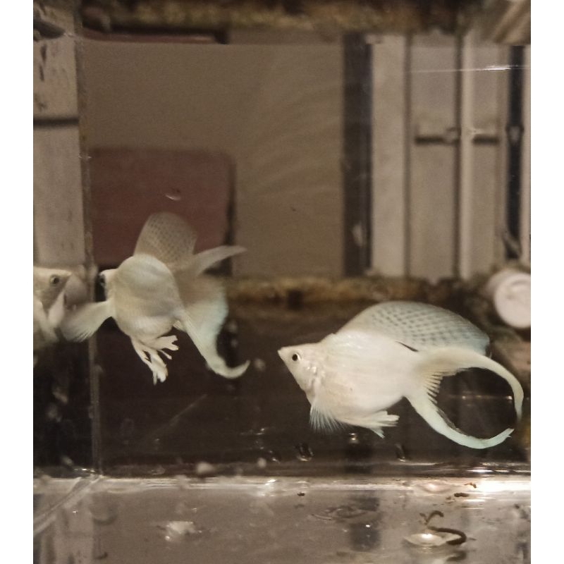 Molly Platinum Balon Cawang Jumbo