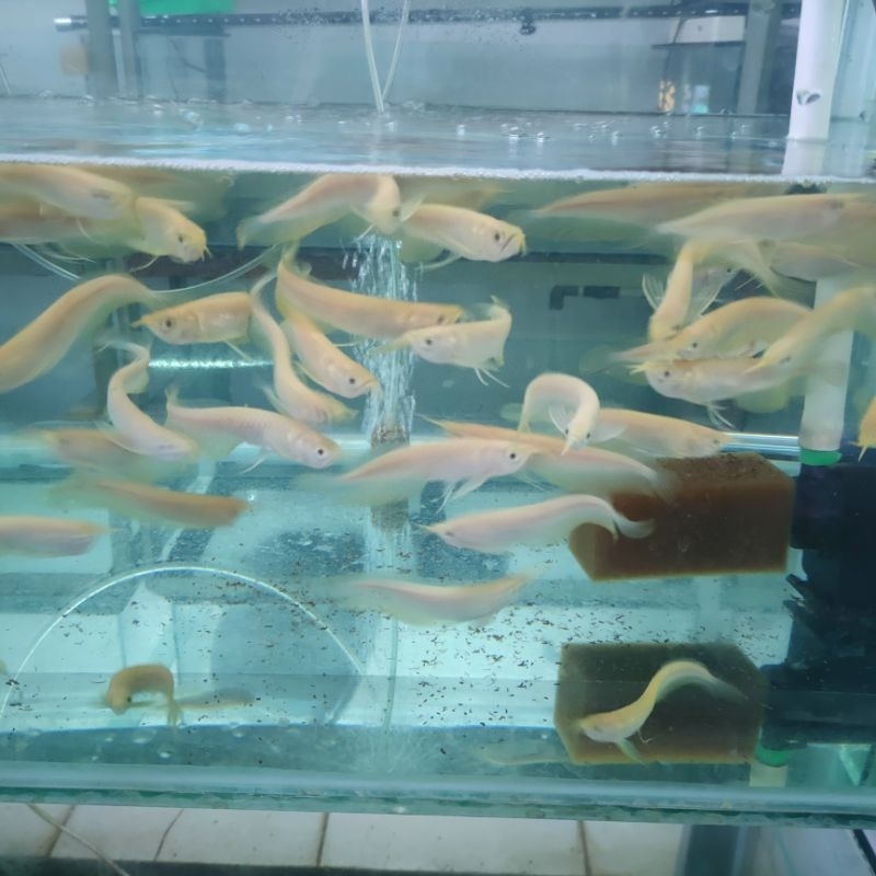 arowana silver albino