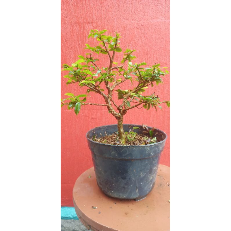 bonsai anggur brazil