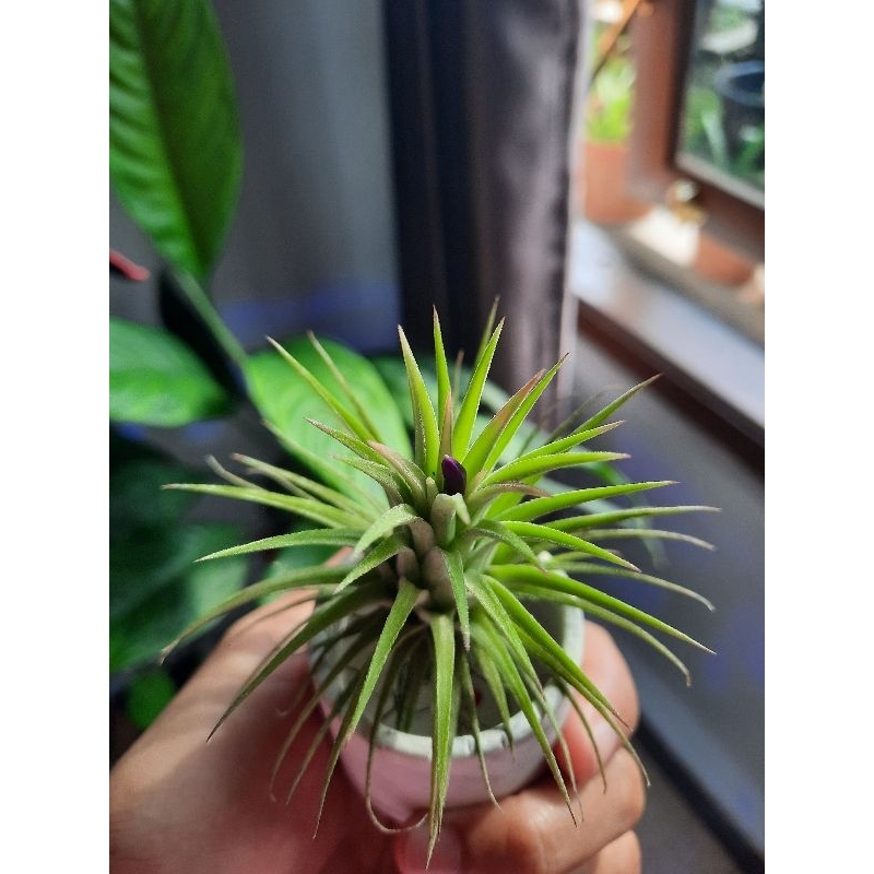 Tanaman Tillandsia /Tillandsia