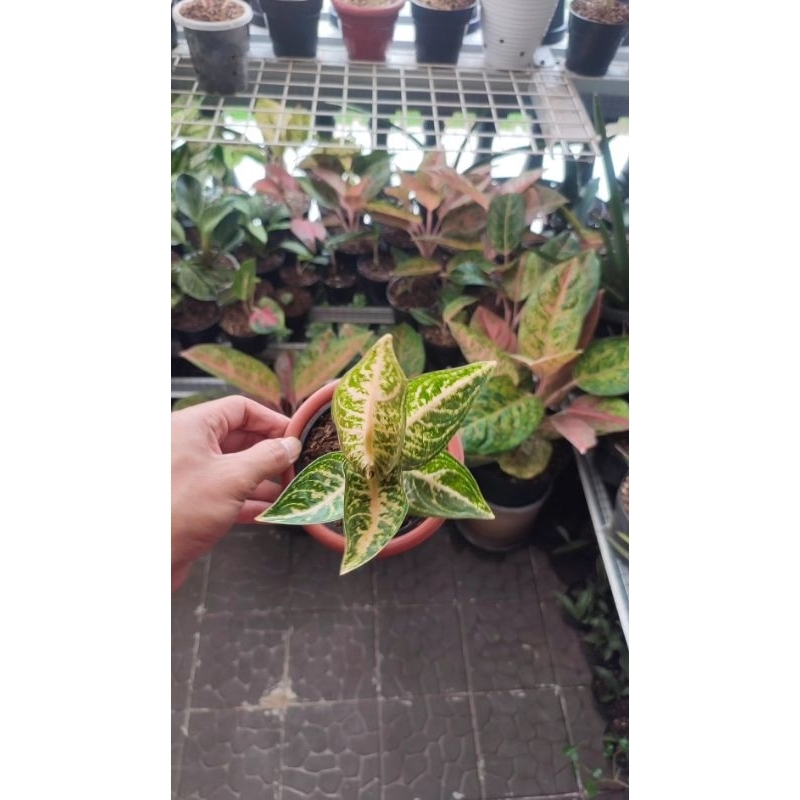 Aglonema widuri putih