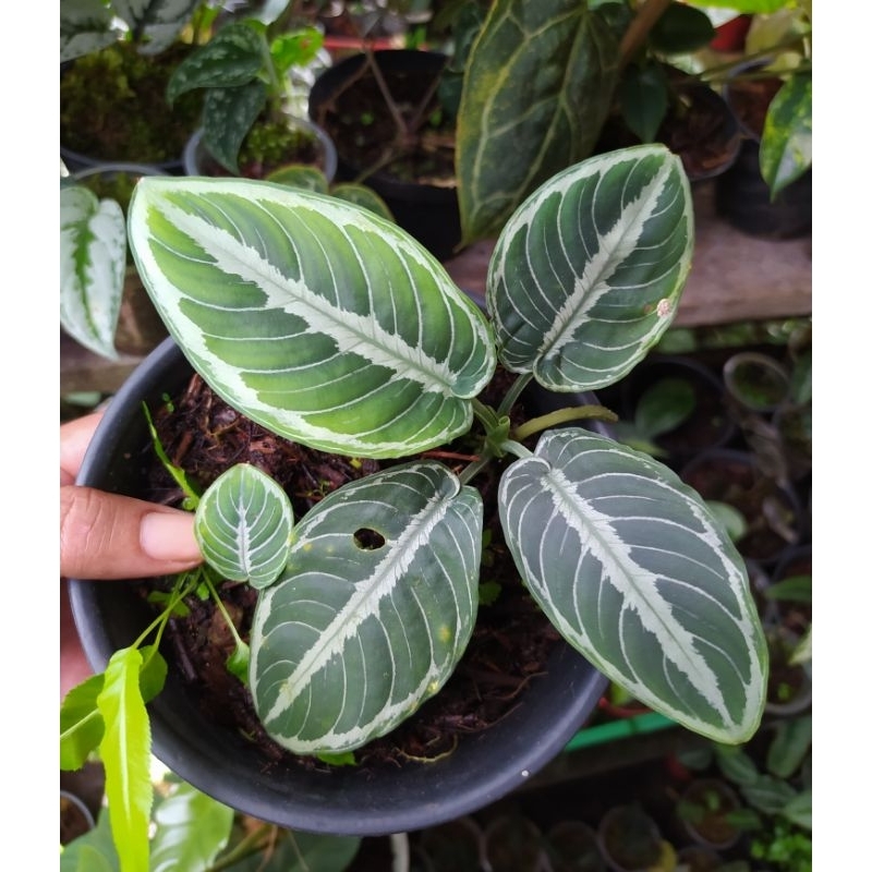 Schismatoglottis chevron philo / tanaman hias