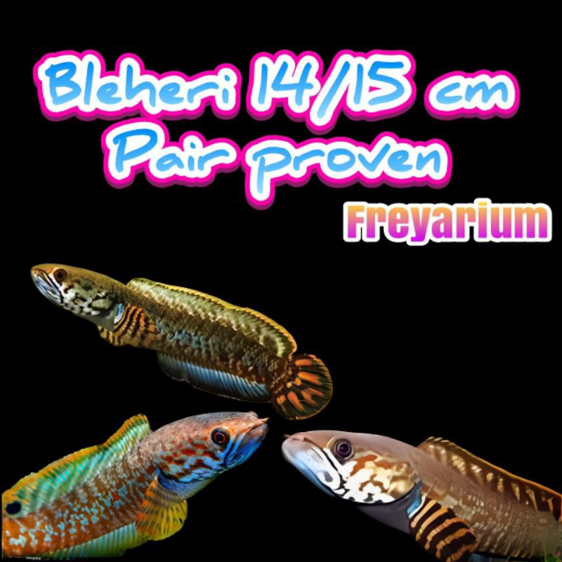bleheri pair 14/15cm