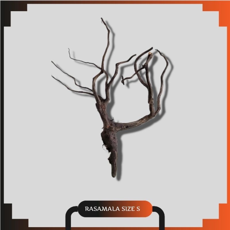 Kayu Rasamala aquascape