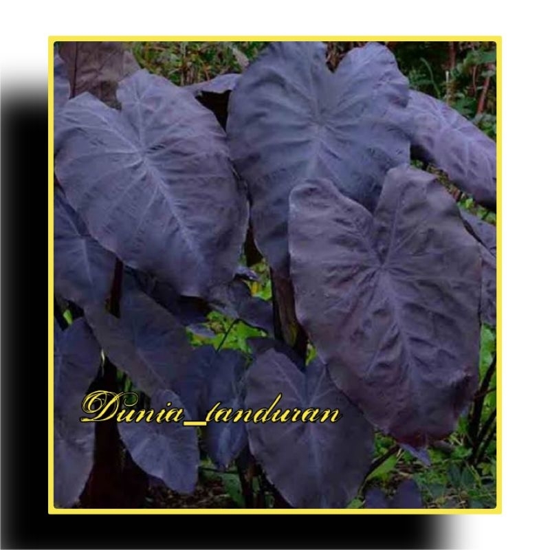 Colocasia Black Magic