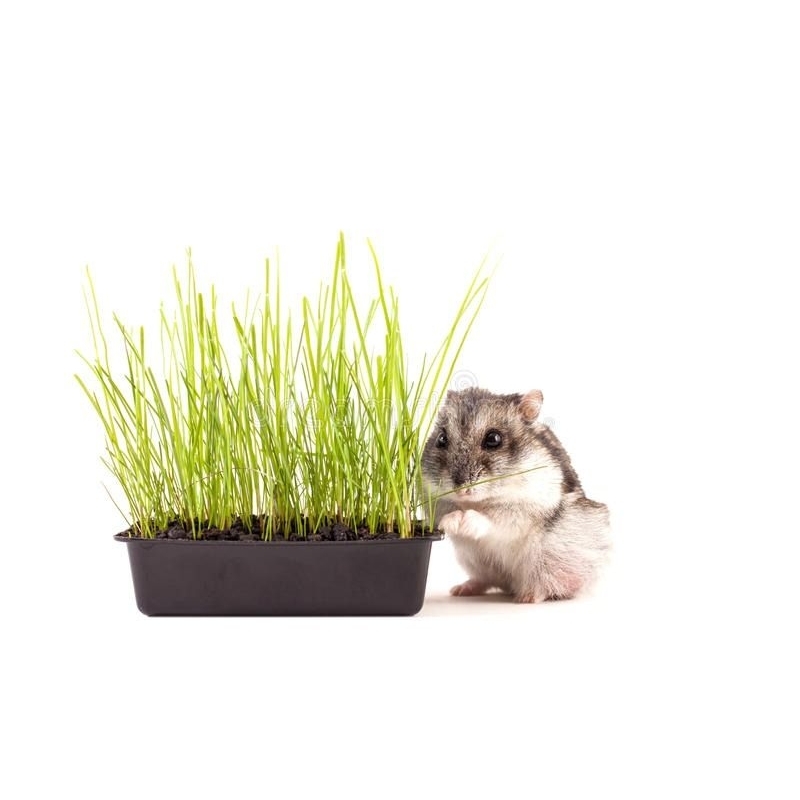 Wheatgrass Growing Kit Paket Rumput Gandum Hamster Lengkap