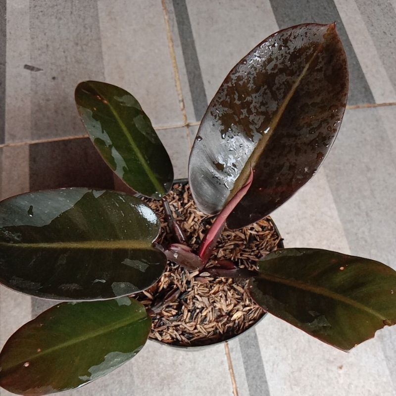 philo black cardinal