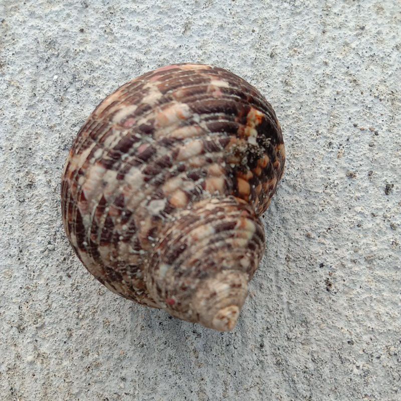 cangkang kelomang kosong