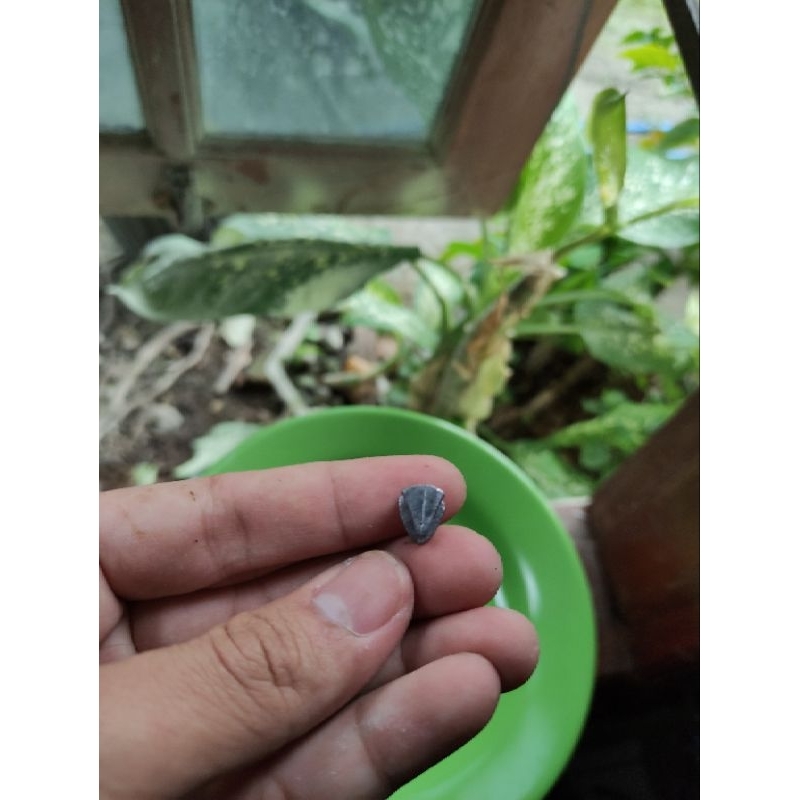 Timah pemberat body soft frog 2,1 gram