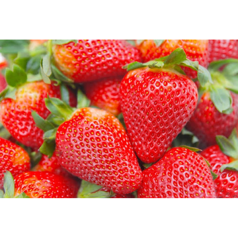 Benih Bibit Biji - Buah Strawberry Red Korea Jumbo Premium Stroberi Merah Korean Seeds - IMPORT