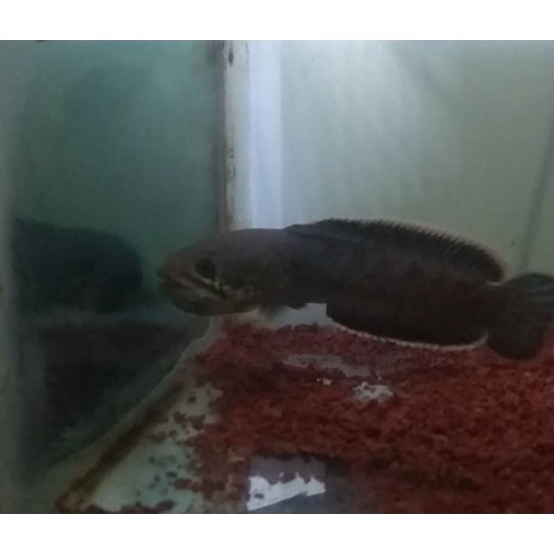 CANNA LIMBATA FELERING 15-17 CM